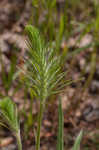 Largebracted plantain